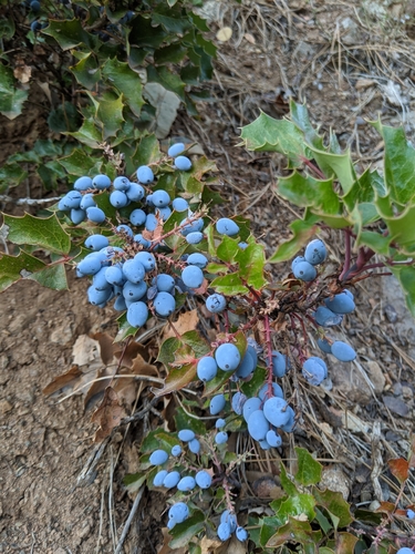 Image of Berberis piperiana by no rights reserved