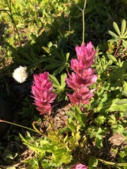 Castilleja parviflora olympica