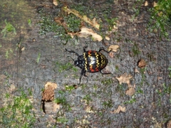 Erotylus incomparabilis