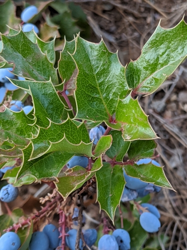 Image of Berberis piperiana by no rights reserved