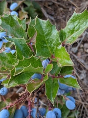 Berberis piperiana