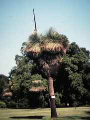 Xanthorrhoea malacophylla