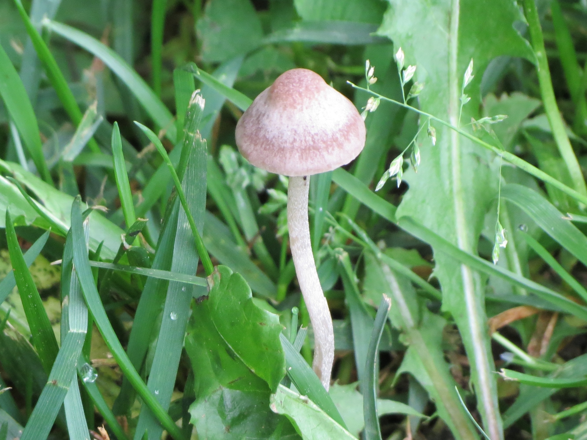 Panaeolina foenisecii image