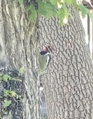 Sphyrapicus nuchalis