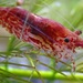 Red Cherry Shrimp - Photo (c) ALFREDO ELOISA, some rights reserved (CC BY-NC-SA), uploaded by ALFREDO ELOISA
