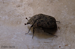 Gymnetis litigiosa