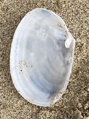Periploma planiusculum