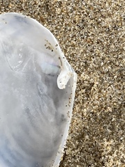 Periploma planiusculum