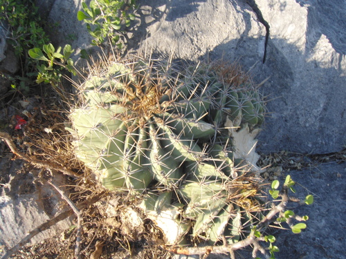Emory's barrel cactus