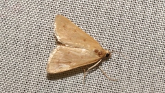 Achyra nudalis