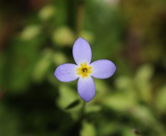 Houstonia serpyllifolia