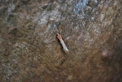 Leptocroca sanguinolenta