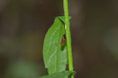 Eoscarta assimilis