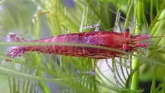Neocaridina davidi