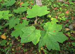 Oplopanax elatus