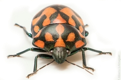 Pachycoris