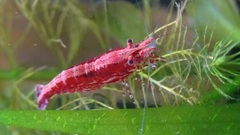 Neocaridina davidi