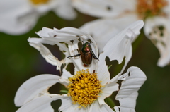 Popillia quadriguttata