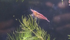 Neocaridina davidi