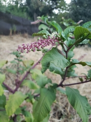 Phytolacca americana