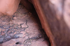 Crotalus oreganus concolor