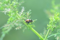 Popillia quadriguttata