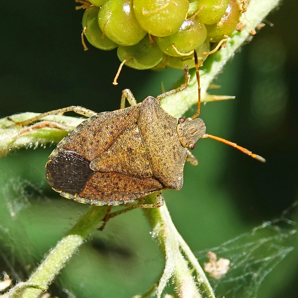 Consperse Stink Bug