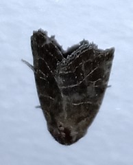 Perigea lineata