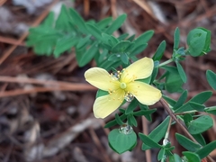 Hypericum crux-andreae