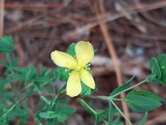 Hypericum crux-andreae