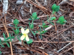 Hypericum crux-andreae