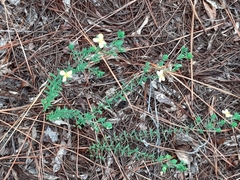 Hypericum crux-andreae