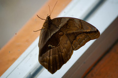 Eryphanis automedon