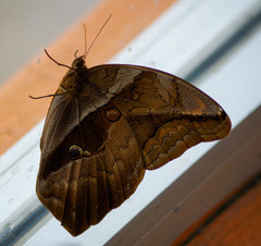 Eryphanis automedon