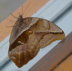 Eryphanis automedon