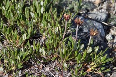 Dryas ajanensis