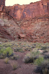 Crotalus oreganus concolor