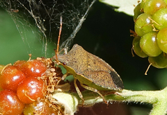 Euschistus conspersus