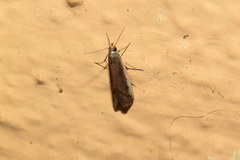 Varneria postremella
