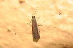 Varneria postremella