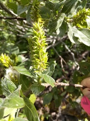 Salix commutata
