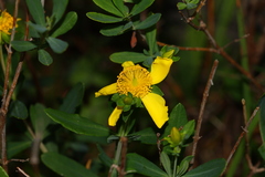 Hypericum kalmianum