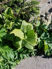 Veratrum viride eschscholtzianum