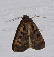 Pseudohermonassa tenuicula