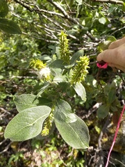 Salix commutata
