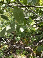 Salix commutata
