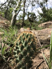 Coryphantha octacantha