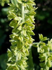 Veratrum viride eschscholtzianum