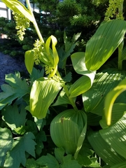 Veratrum viride eschscholtzianum