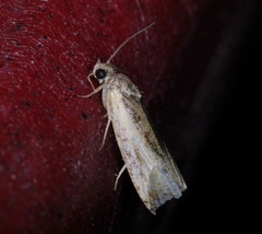 Olethreutes nigranum